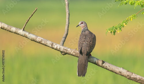 Spotted dove or eastern spotted dove (Spilopelia chinensis) on a tree branch.