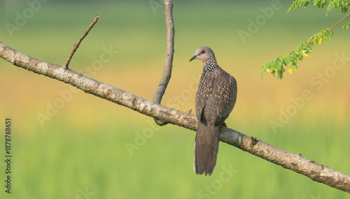 Spotted dove or eastern spotted dove (Spilopelia chinensis) on a tree branch.