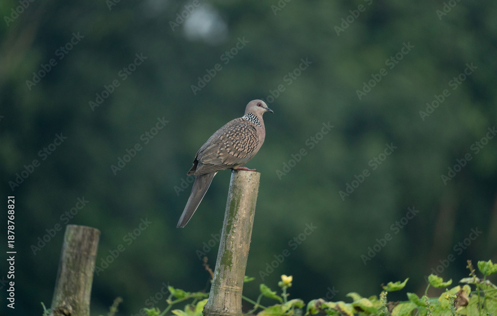 Fototapeta premium A Spotted dove (Spilopelia chinensis).