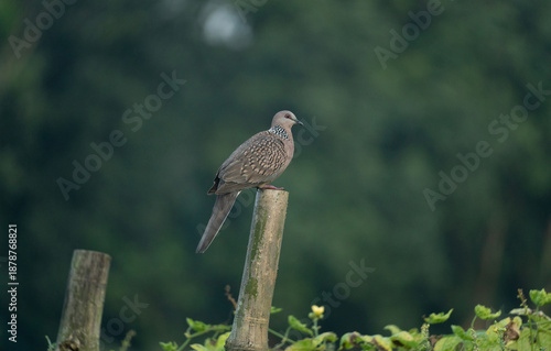 A Spotted dove (Spilopelia chinensis).
