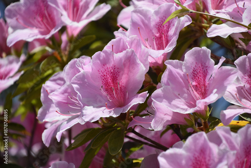 ピンクのつつじ