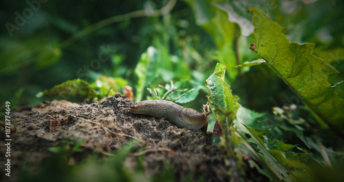 Deroceras agreste is a species of air-breathing land slug in the family Agriolimacidae. Its common names include field slug, grey field slug, milky slug, and northern field slug. Deroceras agreste on © Great Brut Here