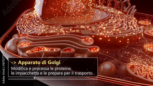 3D illustration of the Golgi apparatus processing proteins in italian