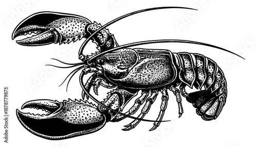 Detailed black and white illustration of a full lobster showing its prominent claws and long antennae