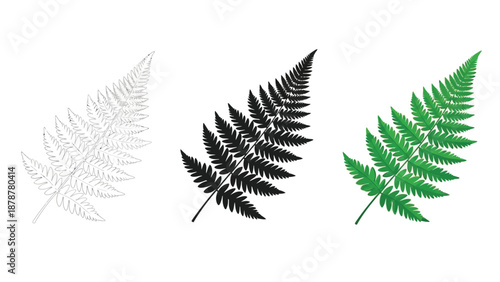 Collection of three distinct stylized fern leaf illustrations showing a detailed outline a solid black silhouette and a vibrant green naturalistic rendition on white background