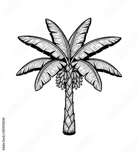 Detailed Banana Palm Tree with Fruit in Vintage Engraved Line Art Style Black and White Illustration