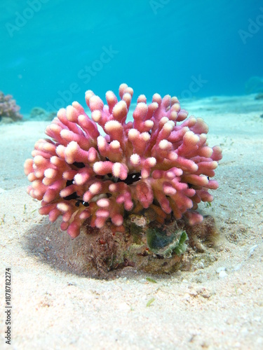 Finger Coral(Stylophora pistillata)