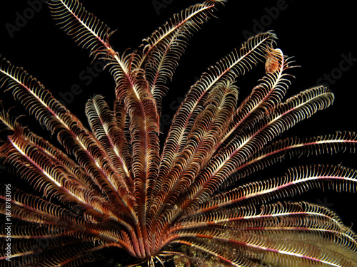 Feather Star