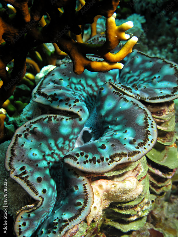 Obraz premium Giant Clam, Tridacna squamosa. Taken in Sharm El Sheikh, Egypt. 