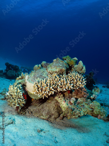 Acropora Coral (Acropora microclados) Taking in Red Sea, Egypt