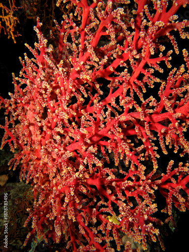 Nidaliidae Coral (Chironephthya variabilis )