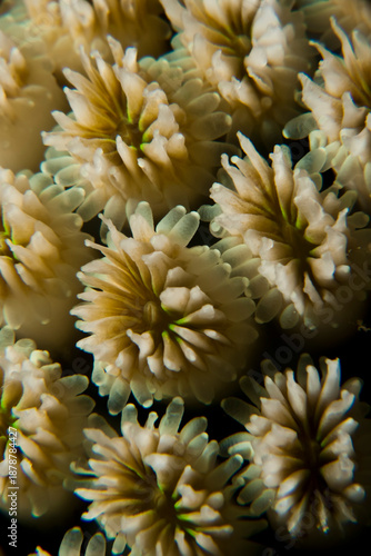 Crystal Coral (Galaxea fascicularis) Taken in Red Sea, Egypt