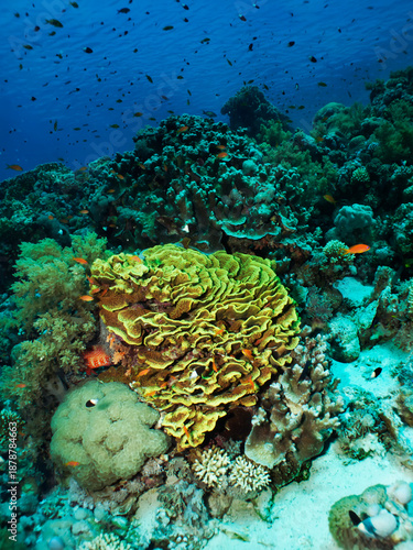 A large Lettuce Coral on a tropical reef. ( Turbinaria reniformis).