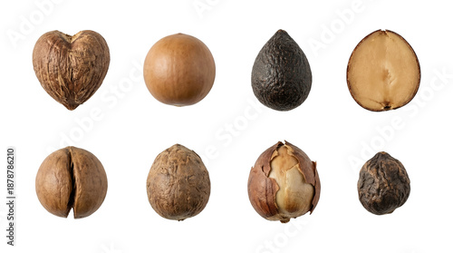 Wallpaper Mural Avocado and macadamia nut set including whole, shelled, halved, and textured seed variants isolated. Natural organic ingredient collection. Torontodigital.ca
