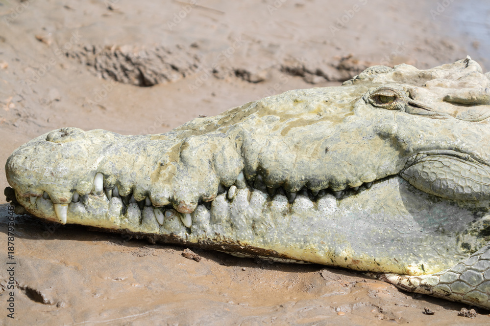Obraz premium American Crocodile sunning on the banks of Costa Rica