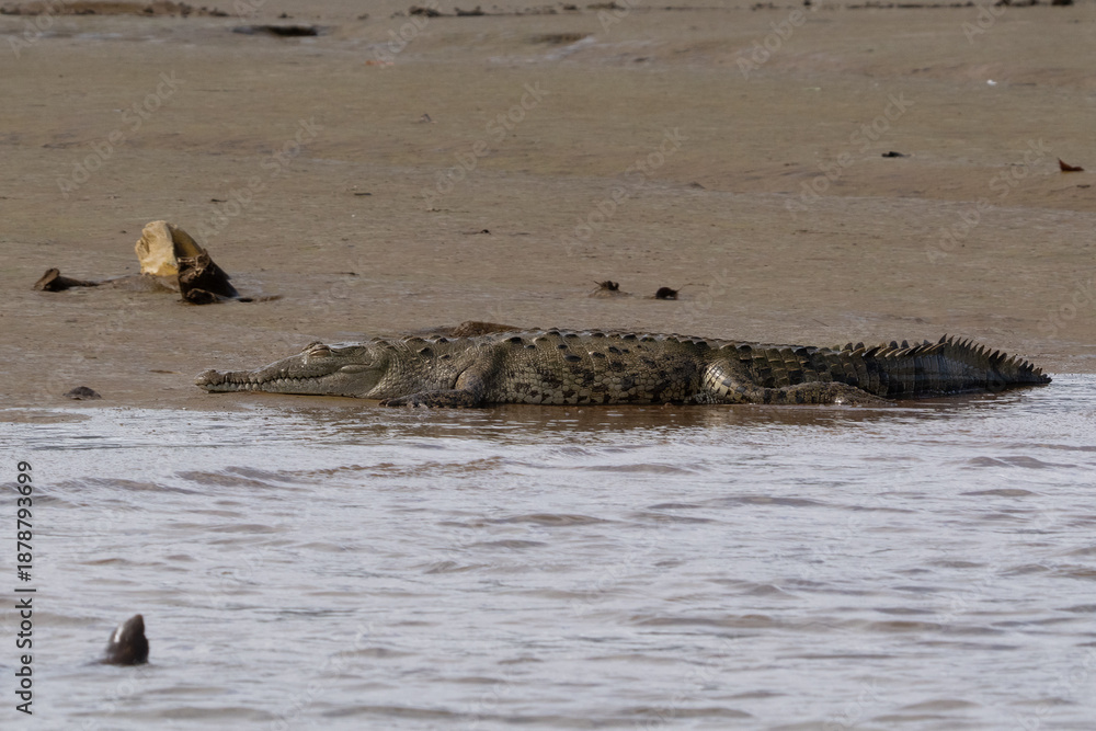 Fototapeta premium American Crocodile sunning on the banks of Costa Rica
