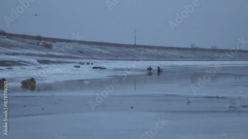 Wild ducks on frozen lake shore with one taking flight. Ideal for themes of wildlife, winter, nature, migration, or cold weather environments.
