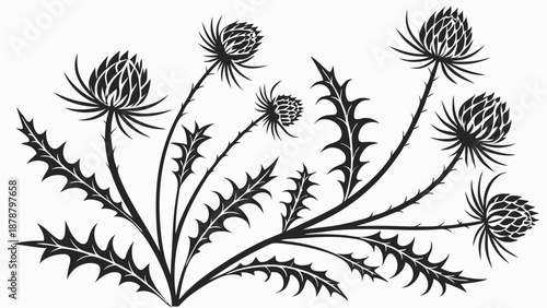 Black and White Thistle Flower Engraving for Scottish Heritage Design Tattoo Emblem Print