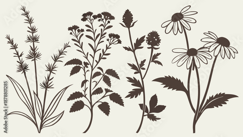 Herbal Tea Ingredients Silhouettes Set for Wellness Branding Packaging Design Apothecary Decor Vintage Botanical Illustrations