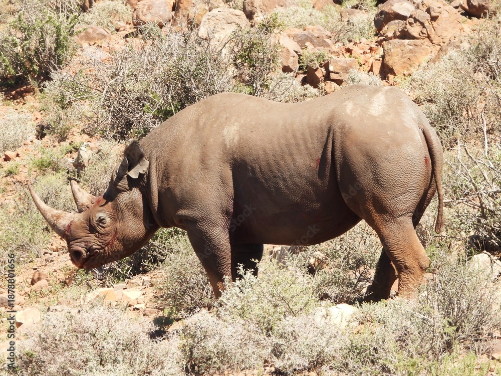 Fototapeta premium The winning rhino
