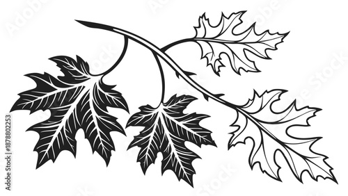 Rustic Oak Leaf Branch Engraving Design for Autumn Harvest Invitations Winery Labels Natural Branding Projects
