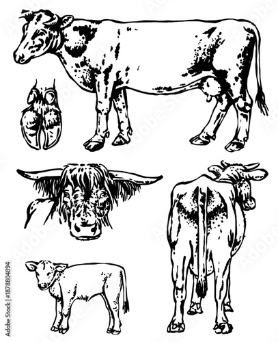 A cow pattern. Suitable for bandana, T-shirt, and vintage-style clothing designs.
