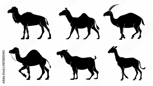 Camel and Dromedary Silhouettes Set Wildlife Icons for Desert Travel Brochures Zoo Exhibits Animal Science Education