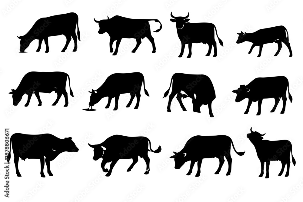 Fototapeta premium Collection of black cow and bull silhouettes in different poses, grazing, walking and standing. Farm cattle livestock set for rural, dairy and ranch themes.