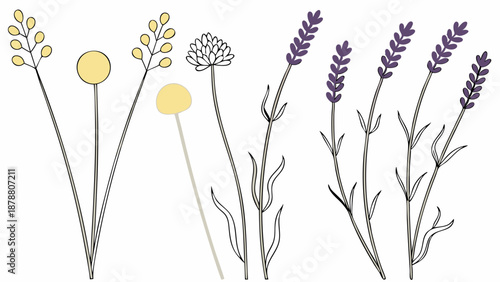 Minimalist Botanical Illustration Set Dried Flowers Lavender Craspedia for Floral Design Packaging Web Graphics