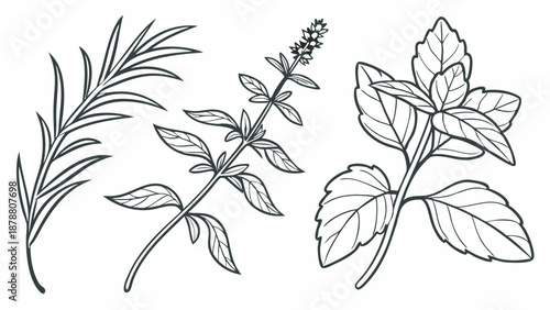 Line Art Illustration Culinary Herbs Rosemary Basil Mint for Cooking Design Recipe Packaging Restaurant Menus