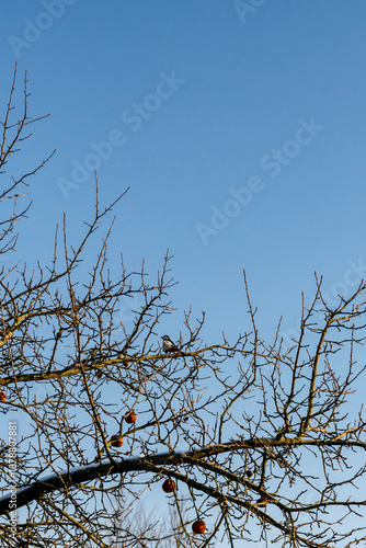 A small woodpecker bird sits on a snow-covered tree. Sunny day. Blue sky, space.