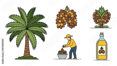 Illustration set showing the process of palm oil production from tree to bottle, including harvesting by a farmer.