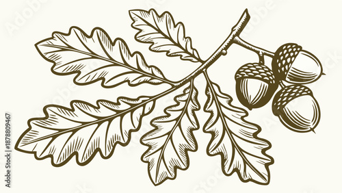 Vintage Oak Branch with Lobed Leaves and Acorns Engraving Perfect for Autumnal Design Branding Ecology or Nature Projects