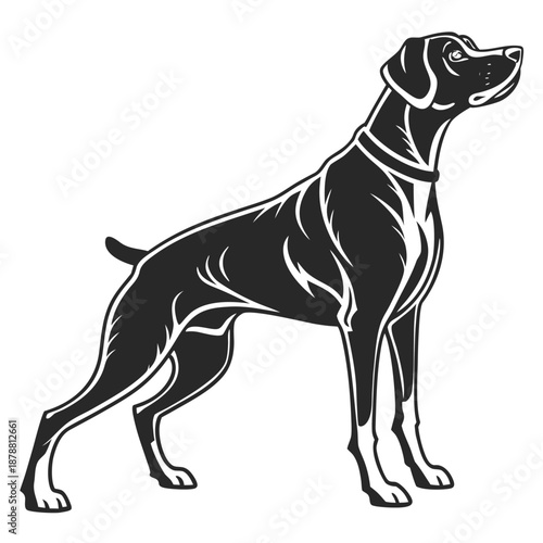 Black and white dog sitting on a white background