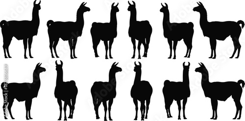 Llama silhouettes collection, alpaca standing poses, farm animal figures, black livestock illustration set isolated