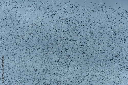 Starling Murmuration Over the Vale of Glamorgan Countryside at Dusk
