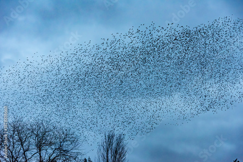Starling Murmuration Over the Vale of Glamorgan Countryside at Dusk
