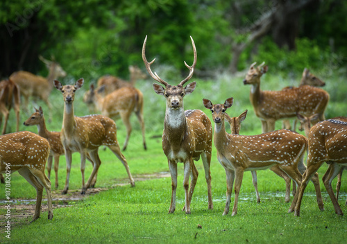 A herd of stunned wild Sri Lankan spotted deer (Axis axis ceylonensis) standing in a lush green meadow in Kumana National Park, with a majestic stag looking directly at the camera