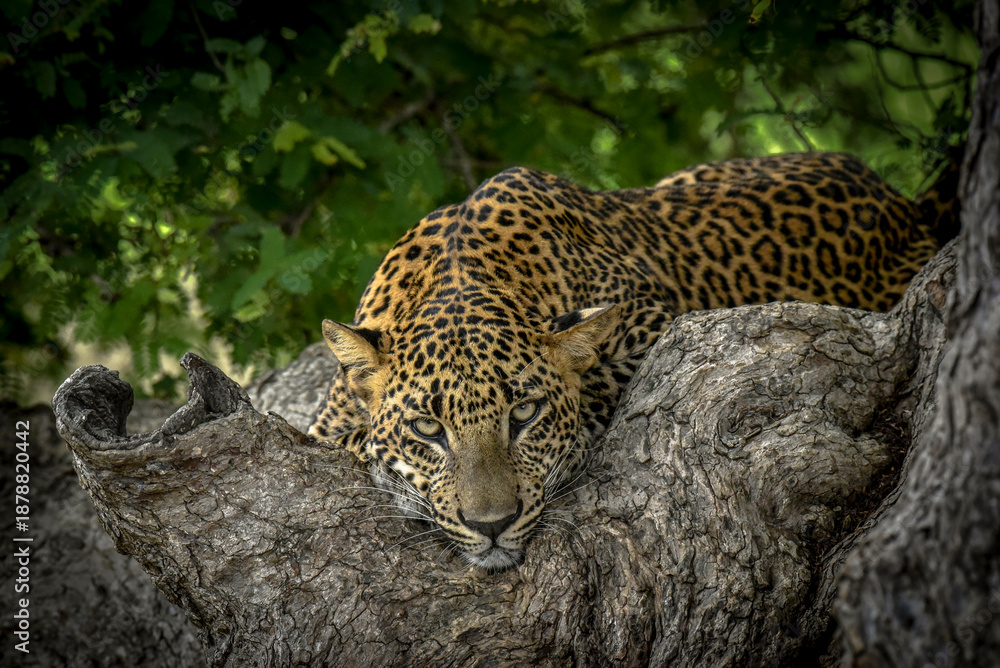 Obraz premium Close-up portrait of a majestic Sri Lankan leopard (Panthera pardus kotiya) resting on a large tree trunk and looking directly into the camera lens in Yala National Park