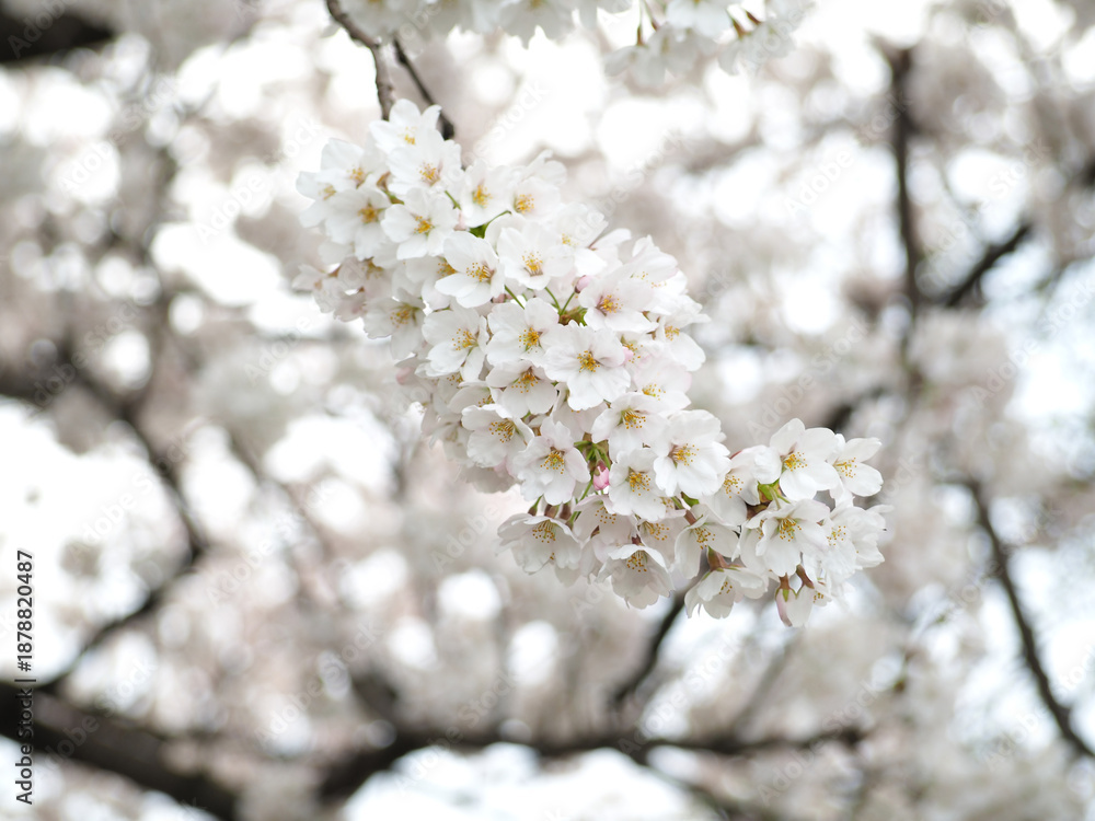 Obraz premium 植物 春 花 夕方 風景