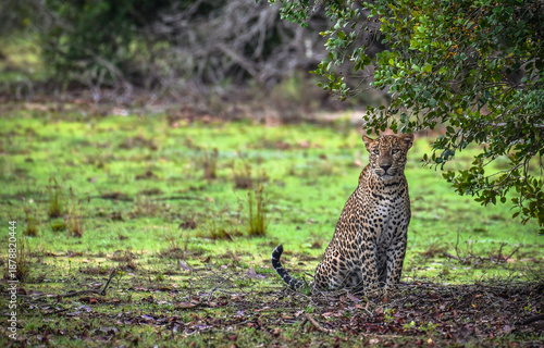 Photos A beautiful Sri Lankan leopard (Panthera pardus kotiya) sitting majestically und