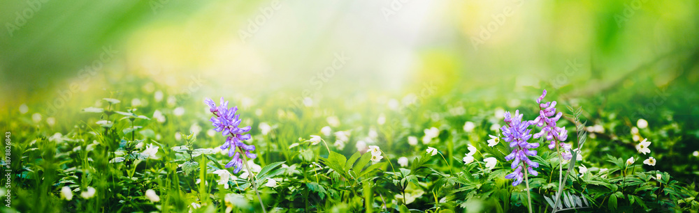 Fototapeta premium Magical panoramic view of lush green forest glade with white purple spring flowers and sunlight beams. A peaceful and fresh nature landscape full of light and life.