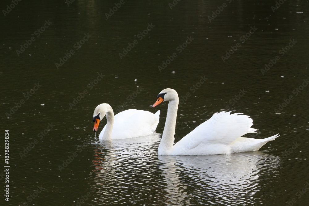 Obraz premium schwan