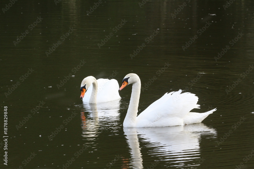 Fototapeta premium schwan