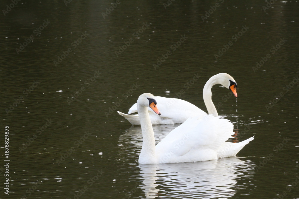 Obraz premium schwan