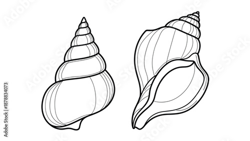 Two detailed seashells, a whelk and a turret shell, illustrated in a clean black and white line art style for coloring or nautical-themed designs.