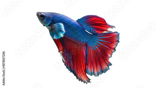 Tableau sur toile Isolated colorful betta fish with flowing fins, fancy pet in graceful swimming a