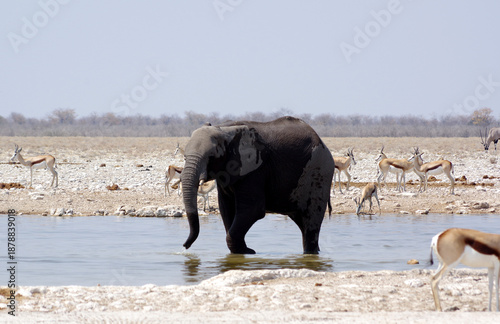 éléphant se baignant dans le parc national d'Etosha en Namibie