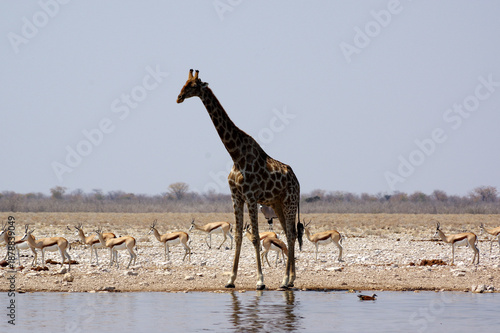 Girafe dans le parc national d'Etosha en Namibie