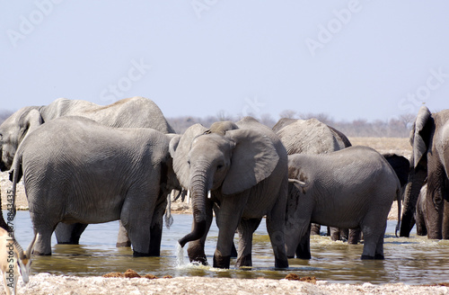 Troupeau d'éléphants dans le parc national d'Etosha en Namibie